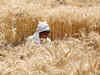 Cabinet okays Rs 15,053 crore new procurement policy to assure MSP to farmers