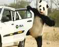 Panda is not endangered. Ola's feeding it.
