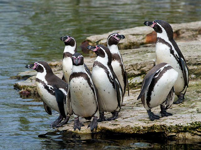 Sourcing the penguins