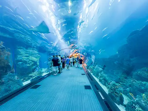 Aquatics gallery