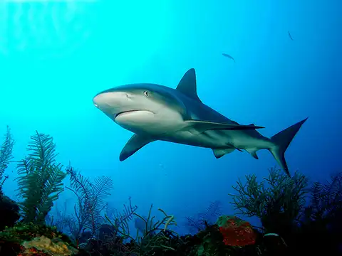 Types of sharks