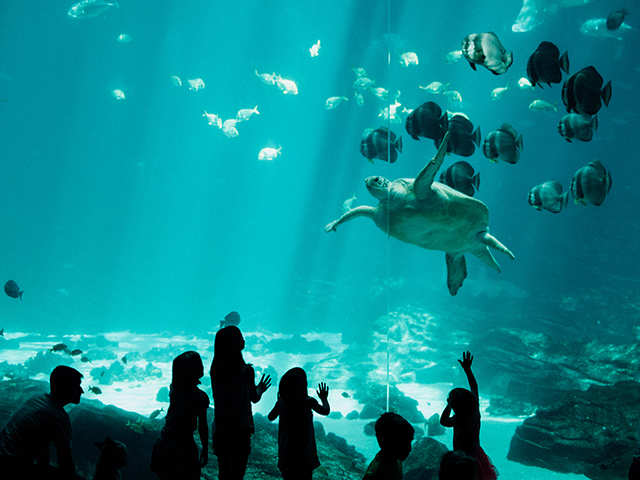 Aquatic gallery