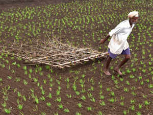 paddy-BCCL