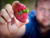 Here's why Australians are now afraid of eating strawberries