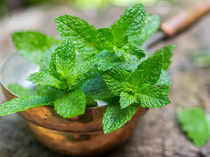 Mentha---TS-1