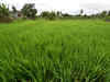 Kharif food-grain output to be record high, show initial government estimates