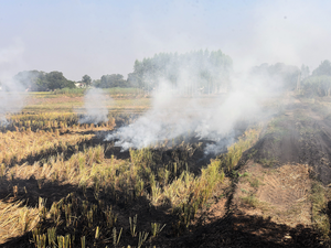 crop-burning-punjab-bccl