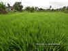 Area under kharif planting drops by 1.90% over previous year