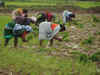 Plantation sector in deep crisis: Upasi