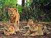 10 more Gir lions die one by one in 10 days, total toll up to 21
