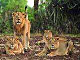 10 more Gir lions die one by one in 10 days, total toll up to 21