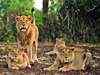 2 more Gir lions die, pride under threat