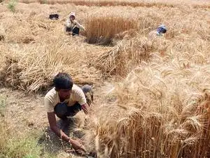 Cabinet Hikes Wheat Msp By Rs 105 Per Quintal For 2018 19 The