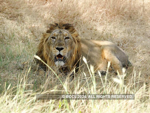 Gir, the Asiatic lions home