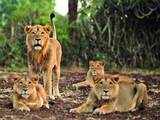 Gujarat to shift lions from Gir to Barda