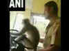 Watch: Monkey drives KSRTC bus in Karnataka