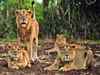 Gir lions will not be relocated, situation under control: Gujarat CM Rupani