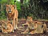 Gir lions will not be relocated, situation under control: Gujarat CM Rupani