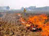 Punjab government staff burning paddy straw to face disciplinary action