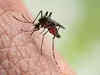10 more Zika virus cases detected in Jaipur; total 42