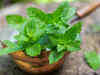 Mentha oil up in morning trade