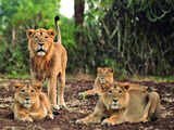 Meet the warriors who helped save the Asiatic lions of Gir