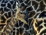 A baby female Masai Giraffe