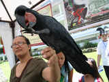  Asian bird fair in Davao City