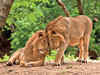 What's stopping the Asiatic lions of Gir from getting a new home?