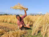 A Kashmiri farmer gathers rice stalks