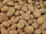 Potato sowing likely to have a decline in northern Bengal