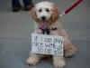Not without my dog: When pooch lovers took a stand for their furry friends
