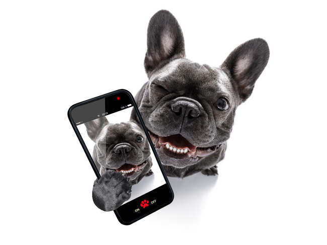 DogSmartphones