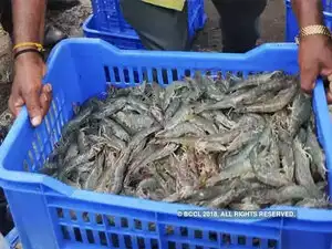 seafood-agencies