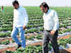 Haryana to pay farmers for Moong dal, potato