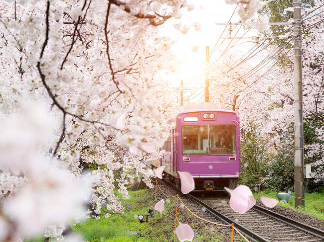 travel-japan-cherry-blossom-sakura-GettyImages-817124068