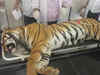 Tigress Avni shot after she attacked forest staff: Maharashtra Forest Minister Sudhir Mungantiwar