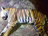 Maneka Gandhi lashes out at Maharashtra government over killing of tigress Avni