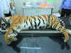 Order probe into killing of tigress Avni if you want: Maharashtra Forest minister to Maneka Gandhi