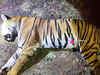 Tigress Avni was killed to 'save' Anil Ambani's project: Raj Thackeray