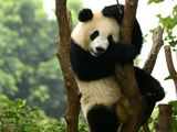 Number of captive pandas in China reach 548: Official