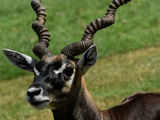 Carcass of blackbuck found in Kabisurya Nagara forest range