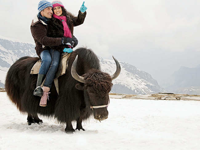 YAK RIDE: In Manali, apart from trekking, you can also try a yak ride. View the snow-capped peaks and experience a game of Yak polo, too (©ImagesBazaar)