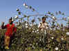 India to dispute US’ claim of under-reporting cotton subsidies