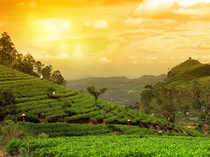 tea-plantations