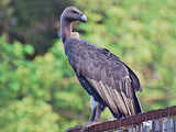 Vulture culture: Rescuing the big bird