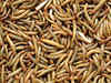 Make a meal of mealworms, Hong Kong startup says