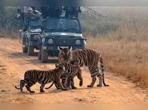 Tadoba TNN