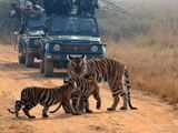 String of new road projects in Maharashtra to cut off tiger corridors