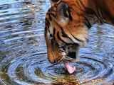 String of new road projects in Maharashtra to cut off tiger corridors